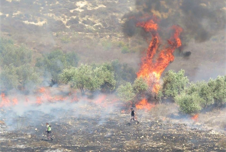 Olivos en llamas en un campo de Cisjordania; dos hombres caminan entre la tierra quemada mientras el humo cubre la ladera
